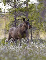 European Moose posing on wetland - Joensuu Finland