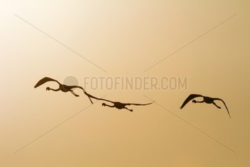 Flamingos in flight - Lake of the Galabert Camargue France