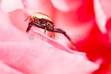 Napoleon Crab Spider lurking in a rose - Provence France