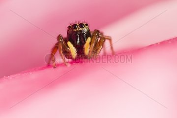 Jumping Spider lurking in a rose - Provence France
