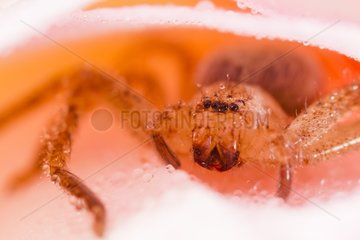 Green Huntsman Spider lurking in a rose - Provence France