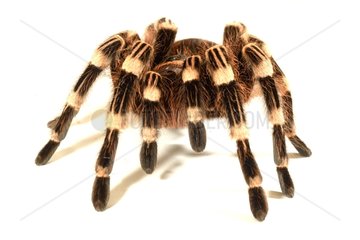 Costa-Rican stripped-knee Tarentula on white background