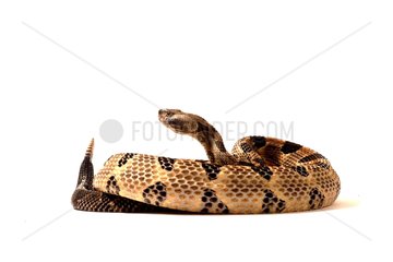 Timber rattlesnake on white background