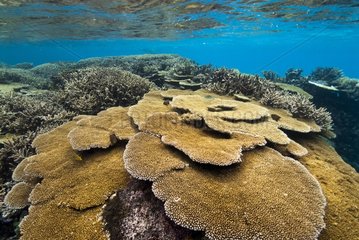 Plate coral on the Great Barrier Reef - New Caledonia