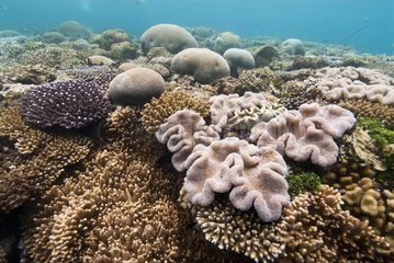 Coral reef on the east coast - New Caledonia