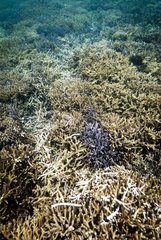 Corals destroyed by the passage of a boat - New Caledonia