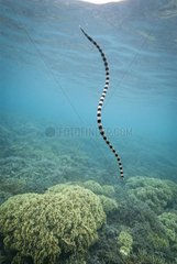Banded Sea Snake on the reef - Ilot Signal New Caledonia