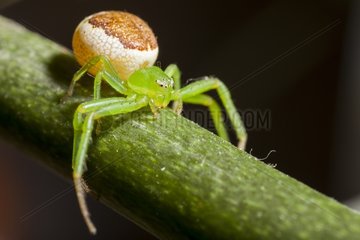 Crab spider on a rod - France