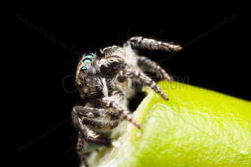 Male Jumping Spider on a leaf - Australia