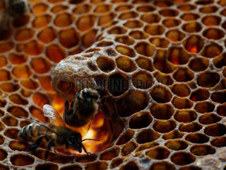 Honey bee (Apis mellifera) - Two nurse bees inspect a royal cell.