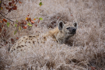 Spotted Hyena (Crocuta crocuta) lying in the tall grass in the evening  Kruger  South Africa
