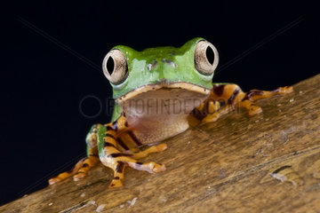 Portrait of Tiger legged monkey frog (Phyllomedusa hypochondrialis)  Brazil