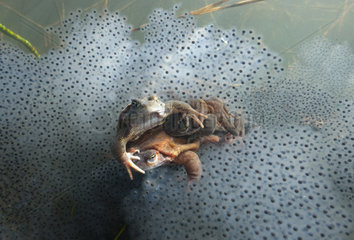 European frogs (Rana temporaria) on their eggs  Lake Jura  France