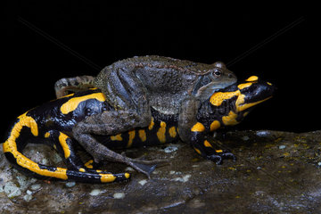Mating Common Frog and Spotted Salamander