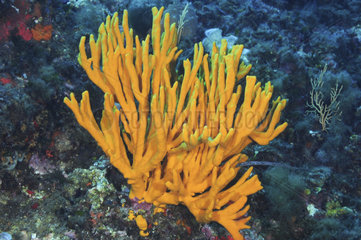 Sponge (Axinella polypoides) on reef  Mediterranean Sea  French Riviera  France