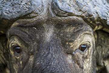 Look of Cape buffalo - Nakuru Kenya