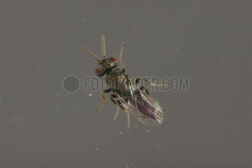 Parasitoid wasp (Pteromalus tethys) male