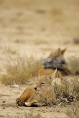 Couple of Black-backed jackal (Canis mesomelas) at rest near their den  Kalahari desert  Kgalagad Transfrontier Park  North Cape  South Africa