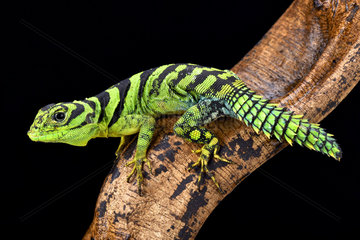 Green thornytail iguana (Uracentron azureum)  Suriname