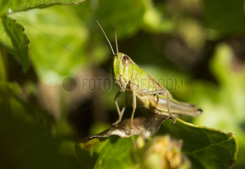 Meadow Grasshopper on a leaf - France