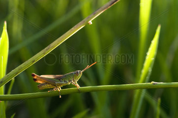 Meadow Grasshopper on a rod - France
