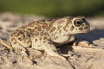 Berber Toad (Sclerophrys mauritanica)  Morocco