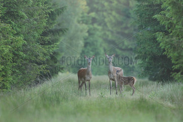 Red Deer (Cervus elpahus) hinds and fawn  Ardenne  Belgium