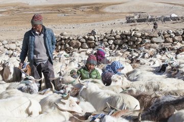 Boy with his family and herd of goats Pashmina  Surroundings of Korzok  Leh  Ladakh  Himalaya  India