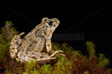 Parsley Frog on black background