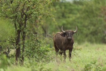 African Buffalo (Syncerus caffer) young in savanah  Kruger  South Africa