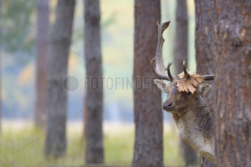 Fallow Deer (Dama dama) with Leaf on his Antler  Autumn  Hesse  Germany  Europe