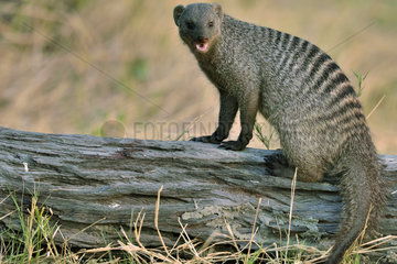 Banded Mongoose on lying trunk - Savuti Botswana
