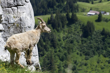 Ibex (Capra ibex) female on cliff  France