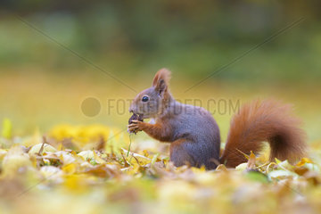 Red Squirrel (Sciurus vulgaris) in Autumn  Hesse  Germany  Europe