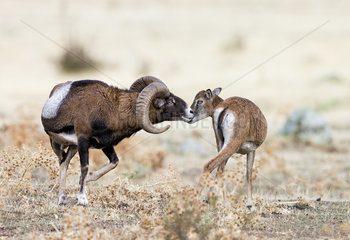 Mouflon (Ovis ammon)  ram approaching female  Spain