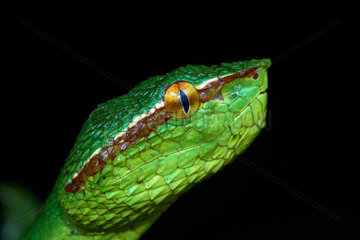 Portrait of Bornean keeled green pit viper or North Philippine temple pit viper (Tropidolaemus subannulatus)  Kubah national park  Sarawak  Borneo  Mlalaysia