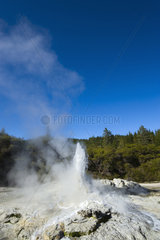 Lady Knox Geyser  Wai-o-Tapu geotermical place  Taupo Volcanic Zone  North Island  New Zeland