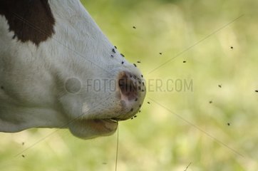 Abdondance Cow belästigt mit Fliegen Savoie Frankreich