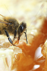Honey bee (Apis mellifera) - Honeybee on honey