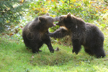 Brown bear (Ursus arctos) Two bear cubs playing  Bayerischerwald  Bavaria  Germany