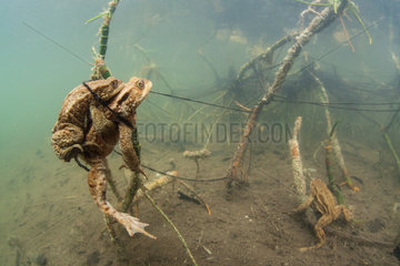 Common toads mating in a lake - France