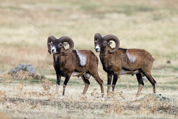Mouflon (Ovis ammon)  two rams  Spain