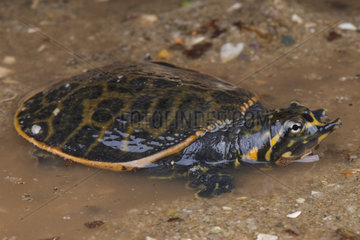 Florida Softshell Turtle (Apalone ferox)  United States of America