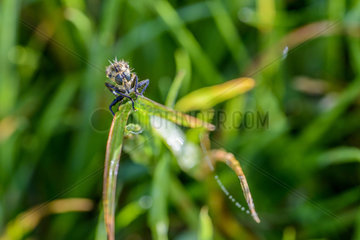 Fly on a blade of grass - France