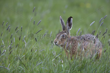 Brown hare standing among tall grass at spring - GB