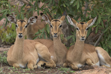 Impalas (Aepyceros melampus) at rest  Kruger  South Africa