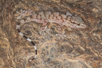 Boehme's gecko (Tarentola boehmei)  Morocco