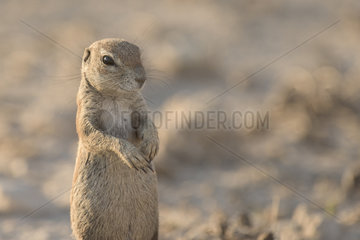 Cape Ground Squirrel (Xerus Inauris) standing  Kgalagadi  South Africa