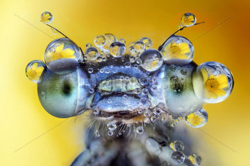 Damselfly covered by drops of dew