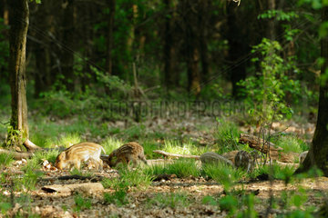 Wild boar (Sus scrofa) young  Ardenne  belgium